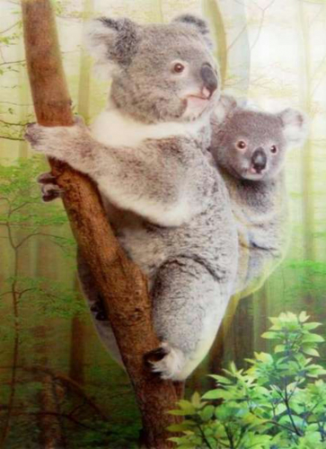 3D Poster Koalas