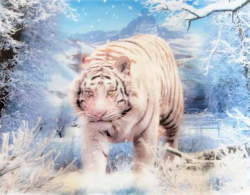 3D Poster White Tiger