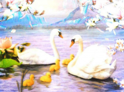 3D Poster - White Swans